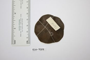 Media type: image;   Invertebrate Zoology ECH-7204 Description: Preserved specimen.;